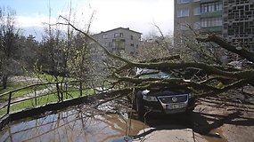 Vilniuje stipraus vėjo neatlaikęs medis užvirto ant automobilio