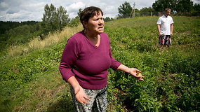 Moteris parodė, kaip jos daržą nusiaubė šernai