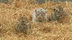 Peru zoologijos sodo lankytojus džiugina trys tigro jauniklės