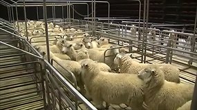 Naujojoje Zelandijoje prasidėjo 40-asis pasaulio avių kirpimo čempionatas