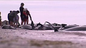 Naujojoje Zelandijoje į krantą išplaukė mažiausiai 416 banginių