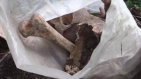 Vilniaus senamiestyje tarp statybinių šiukšlių rasti žmogaus kaulai