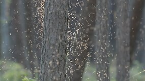 Visur skraido ir dūzgia uodai trūkliai, dar vadinami chironomidais