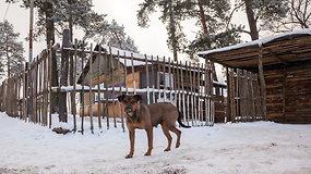 Vilniaus čigonų tabore šiuo metu vergauja apie 15 žmonių