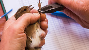 Ventės rago ornitologijos stotyje — paukščių žiedavimo darbų įkarštis
