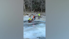 Norvegijoje ant ledo vyko stirnų gelbėjimo operacija