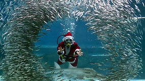 Seulo akvariume – įspūdingas Kalėdų senelio šokis su sardinėmis