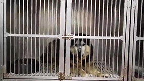 Gyvūnų sergėtojai Kėdainiuose į politiką einančią „valstiečių“ kandidatę kaltina šuns nepriežiūra