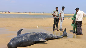 Dešimtys banginių Indijos pakrantėje ėmė plaukti į pražūtį