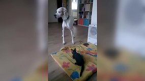 Skaitytoja nufilmavo žaismingą šuns ir katino kovą dėl guolio