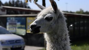 Utenos gyventojus stebina cirko gyvūnai, besiganantys pakelėje