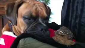 Paukštelio ir šuns draugystės akimirkos: nuo žaidimų iki miego kartu