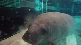 Seniausias pasaulyje lamantinas &scaron;venčia 68 metų gimtadienį
