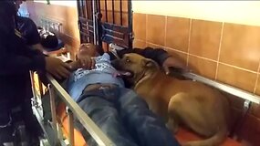 Peru medikus nustebino du &scaron;unys, lydėję sužeistą &scaron;eimininką