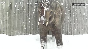 Vaizdelis, kuris pralinksmins: gyvūnai džiaugiasi pirmuoju sniegu