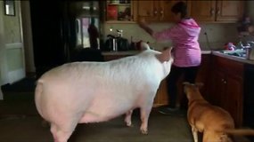 Kuriozas Kanadoje: pirko miniatiūrinį paršelį, užaugo 300 kg kiaulė