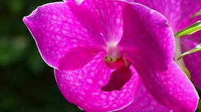 Niujorko botanikos sode – tūkstančiai orchidėjų žiedų