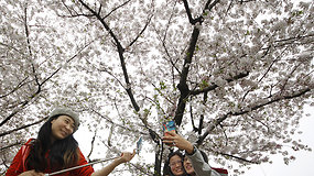 Japonijos parkuose savo žiedus praskleidė vyšnios