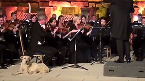 Klasikinės muzikos mėgėjus prajuokino scenoje pasirodęs šuo