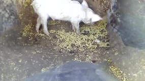 Liudininkų video: kai kurios afrikiniu kiaulių maru užsikrėtusios kiaulės buvo laidojamos net gyvos