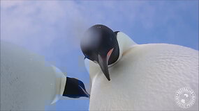 Antarktidoje palikta kamera sudomino imperatori&scaron;kųjų pingvinų porelę