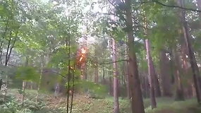 Skaitytoja nufilmavo atvira ugnimi liepsnojusį medį Vilniaus Vingio parke