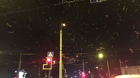 Milžini&scaron;kas vabzdžių la&scaron;alų spiečius Vilniuje