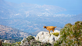 Kreta: didžiausios Graikijos salos stebuklai