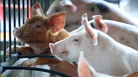 Kokios paramos gali tikėtis kiaulių augintojai?