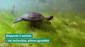 Pelkės – klimato ir daugybės retų rūšių saugotojos