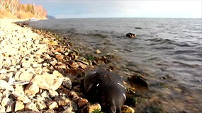 Mįslė mokslininkams: kodėl masiškai gaišta Baikalo ežero ruoniai?