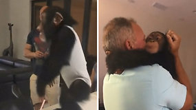 Akimirka, nepaliekanti abejingų: šimpanzė susitinka su ją užauginusiais globėjais