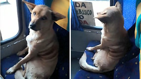 Savarankiškai autobusu keliaujantis šuo užkariavo milijonus širdžių