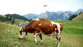 Sraigtasparniai ir karvės: Šveicarija kovoja su sausra