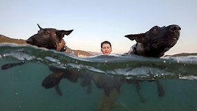 Šunys ir jų šeimininkai Adrijos jūroje kovojo dėl greičiausiųjų titulo