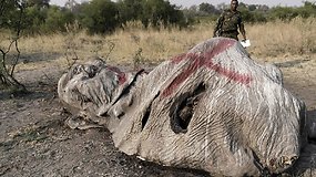 Neįtikėtini brakonieriavimo mastai: Botsvanoje nugalabyti 87 drambliai