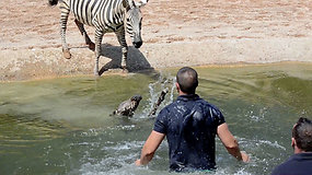 Visus nudžiuginęs zebro jauniklės gimimas vos nesibaigė tragedija