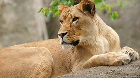 Zoologijos sode liūtė mirtinai sužalojo savo trijų jauniklių tėvą