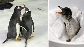 Sencacija tapusi vienalytė pingvinų patinų pora sėkmingai išperėjo jauniklį