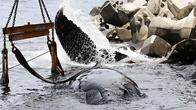 Liūdnai pasibaigusi gelbėjimo operacija: gelbėtojai nespėjo išgelbėti įstrigusio jauno banginio