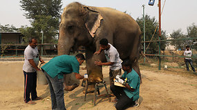 Išnaudoti ir sužaloti drambliai Indijoje bus gydomi pirmojoje šalyje jiems skirtoje ligoninėje