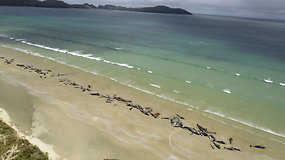 Atokiame Naujosios Zelandijos paplūdimyje žuvo 145 ant seklumos užplaukę delfinai