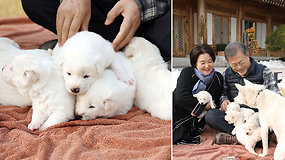Netikėtas priedas prie dovanos: Kim Jong Uno Pietų Korėjos prezidentui padovanota kalė atsivedė šuniukų