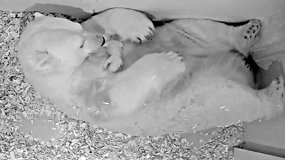 Kova už gyvybę: prižiūrėtojai sukryžiavę pirštus laukia baltojo lokio jauniklio būklės pagerėjimo