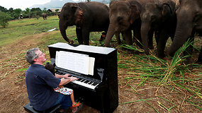 Sužeistiems drambliams taikoma nepaprasta terapija: britas juos ramina grodamas pianinu
