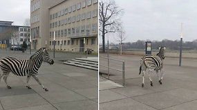 Vokietijoje užfiksuotas labai neįprastas vaizdelis – gatvėse lakstė iš cirko pabėgę zebrai