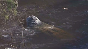 Stebinantis fenomenas: aligatoriai žiemoja nosis iškišę iš po užšalusio tvenkinio ledo