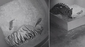 Įamžintas gyvybės stebuklas: grėsmingai nykstančių tigrų patelė susilaukė mažylių