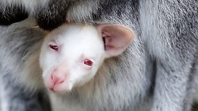 Albinosai laukinėje gamtoje išgyvena retai – šis su genų mutacija gimęs valabis šansą turi
