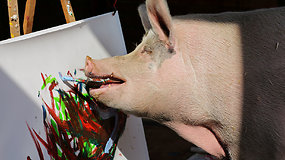 Fenomenali kiaulė turi kontraktą su tarptautine kompanija – už jos paveikslus moka tūkstančius